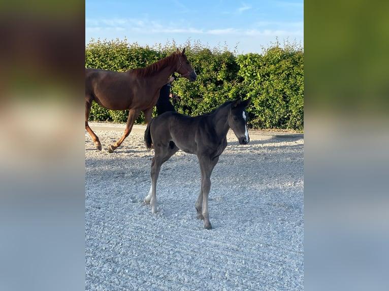 Hanoverian Stallion  17 hh Black in Übach-Palenberg