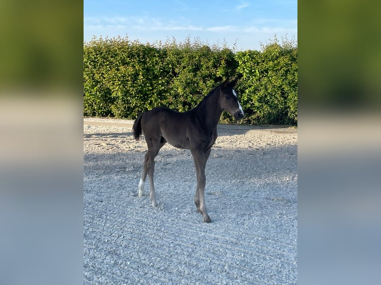Hanoverian Stallion  17 hh Black in Übach-Palenberg