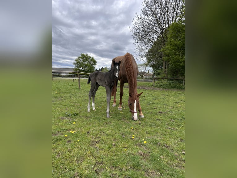 Hanoverian Stallion  17 hh Black in Übach-Palenberg