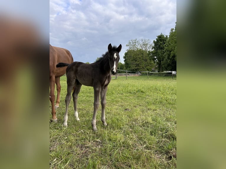 Hanoverian Stallion  17 hh Black in Übach-Palenberg