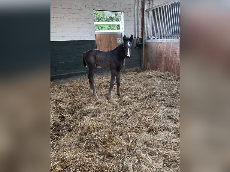 Hanoverian Stallion  17 hh Black in Übach-Palenberg