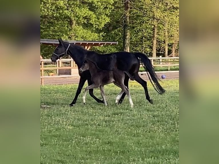 Hanoverian Stallion  17 hh Black in Visbek