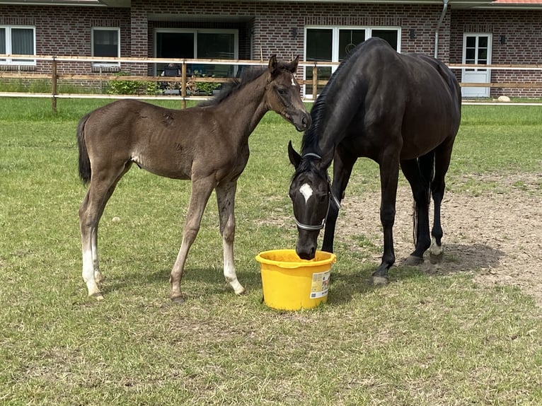 Hanoverian Stallion  17 hh Black in Visbek
