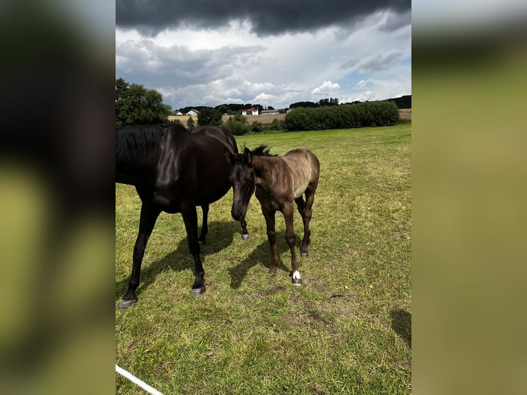 Hanoverian Stallion Foal (06/2025) 17 hh Black in Neukirchen