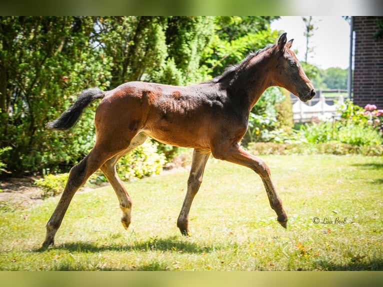 Hanoverian Stallion  17 hh Brown in Senden