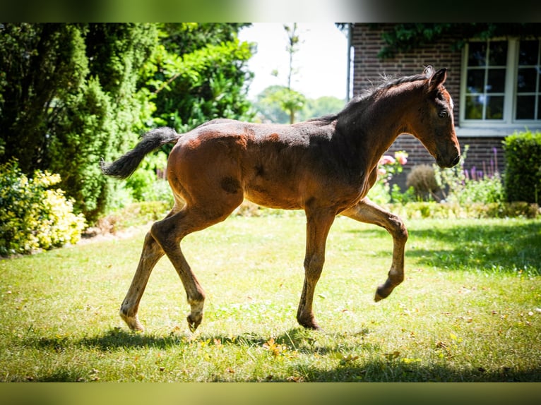 Hanoverian Stallion  17 hh Brown in Senden
