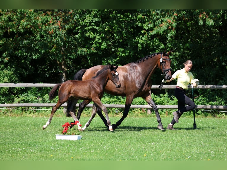 Hanoverian Stallion Foal (03/2026) 17 hh Brown in Elze