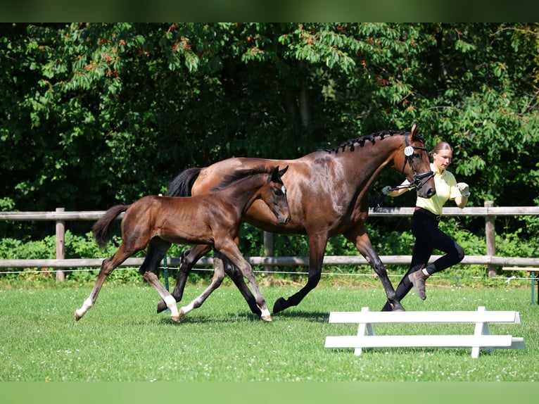 Hanoverian Stallion Foal (03/2026) 17 hh Brown in Elze