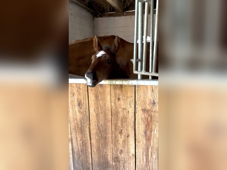 Hanoverian Stallion  17 hh Brown in Norden