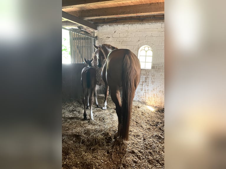 Hanoverian Stallion  17 hh Brown in Norden