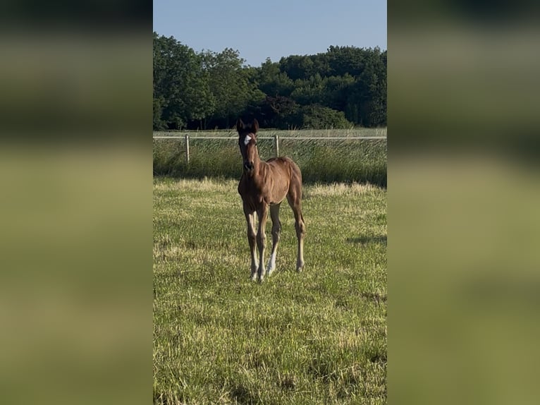 Hanoverian Stallion  17 hh Brown in Norden