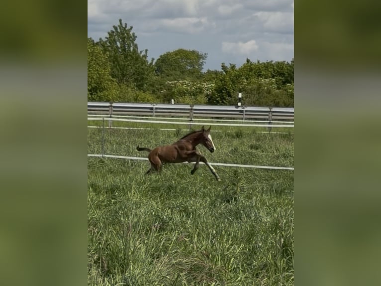 Hanoverian Stallion Foal (05/2026) 17 hh Brown in Wegberg