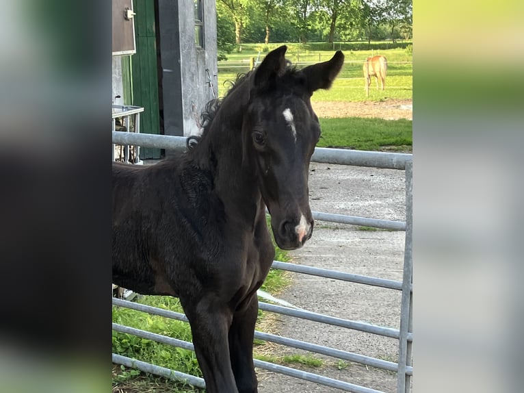 Hanoverian Stallion Foal (05/2024) 17 hh Can be white in Friedeburg Wiesede