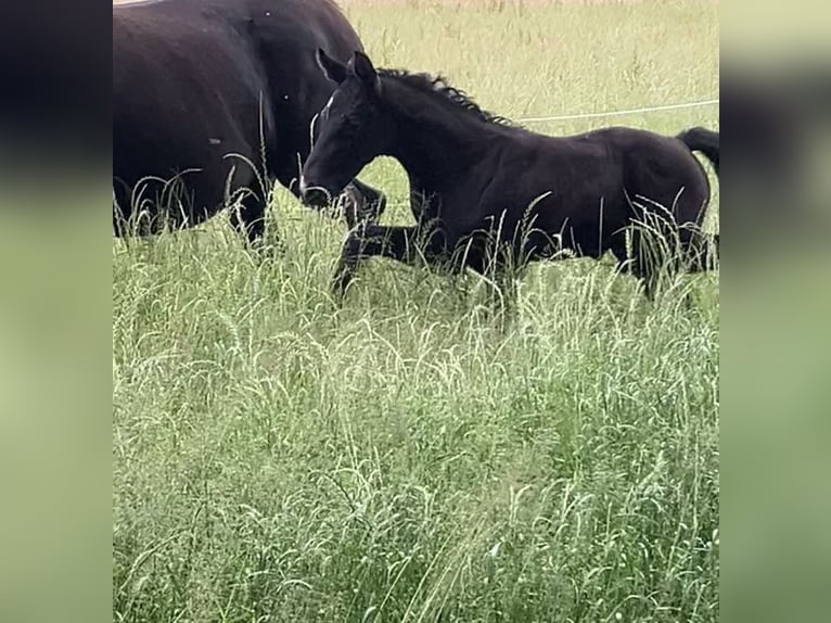 Hanoverian Stallion Foal (05/2024) 17 hh Can be white in Friedeburg Wiesede