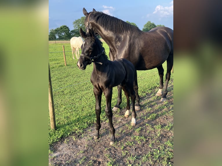 Hanoverian Stallion Foal (05/2024) 17 hh Can be white in Friedeburg Wiesede