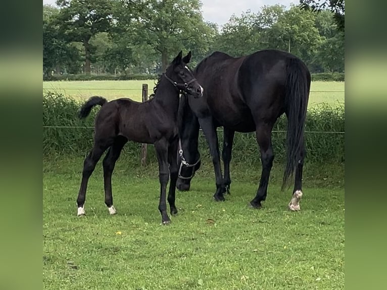 Hanoverian Stallion Foal (05/2024) 17 hh Can be white in Friedeburg Wiesede