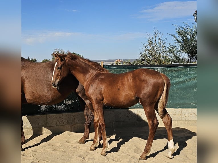 Hanoverian Stallion Foal (04/2026) 17 hh Chestnut in Jerxheim