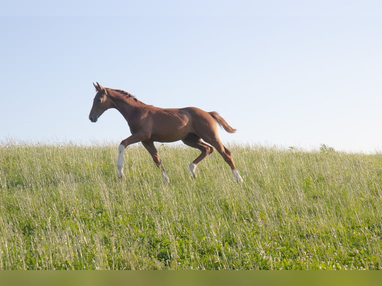 Hanoverian Stallion Foal (04/2025) 17 hh Chestnut in Lautertal