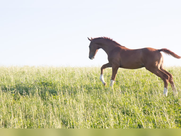 Hanoverian Stallion Foal (04/2025) 17 hh Chestnut in Lautertal