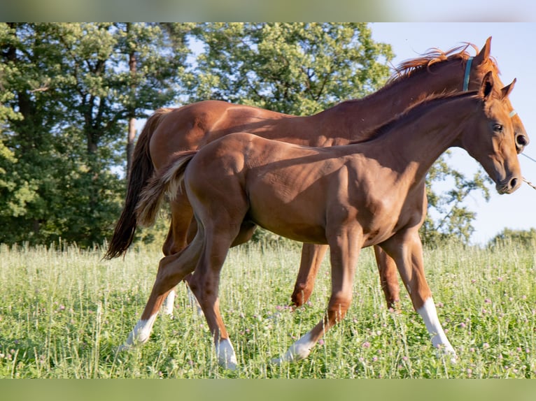Hanoverian Stallion Foal (04/2025) 17 hh Chestnut in Lautertal