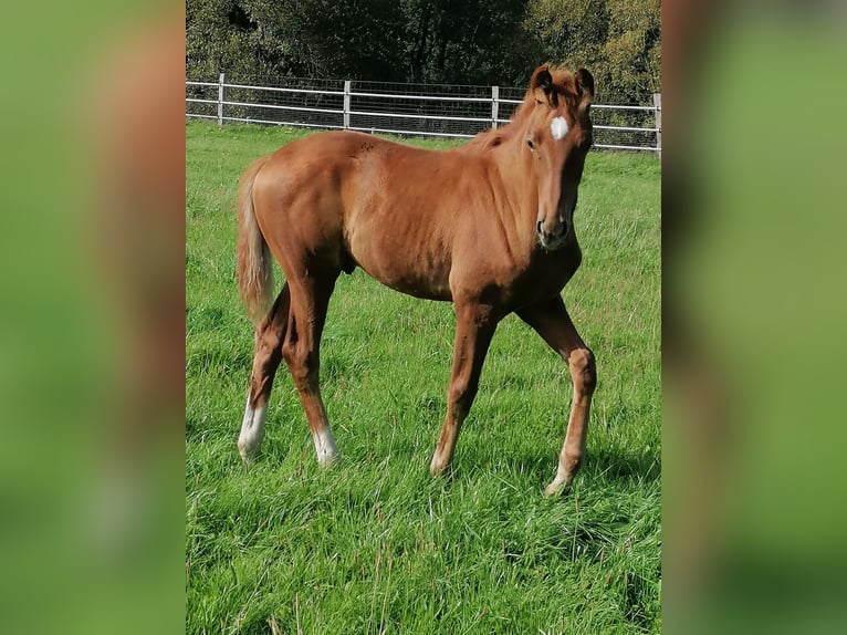 Hanoverian Stallion Foal (05/2023) 17 hh Chestnut in Schmalfeld