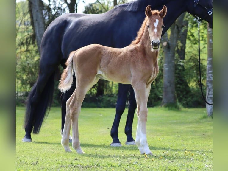 Hanoverian Stallion  17 hh Chestnut-Red in B&#xF6;rrstadt
