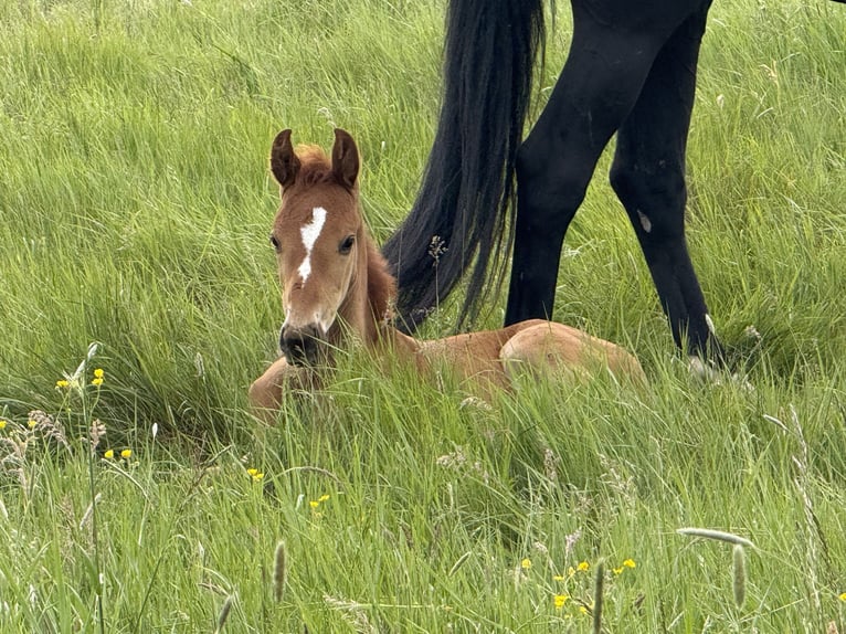 Hanoverian Stallion  17 hh Chestnut-Red in B&#xF6;rrstadt