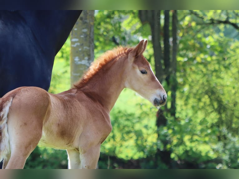 Hanoverian Stallion  17 hh Chestnut-Red in B&#xF6;rrstadt