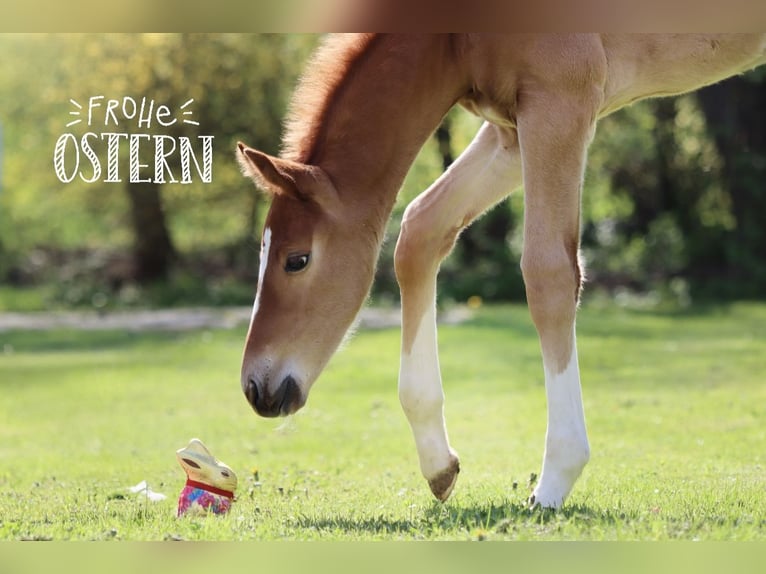 Hanoverian Stallion  17 hh Chestnut-Red in B&#xF6;rrstadt
