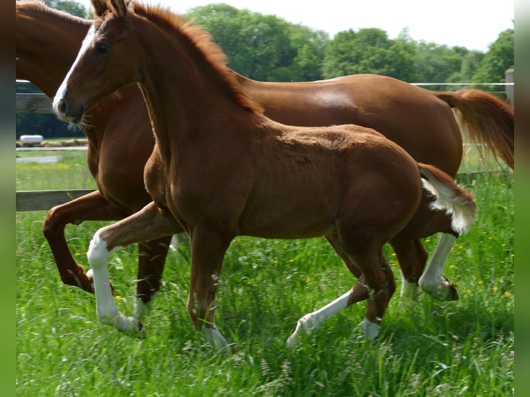 Hanoverian Stallion Foal (03/2026) 17 hh Chestnut-Red in Greifenstein