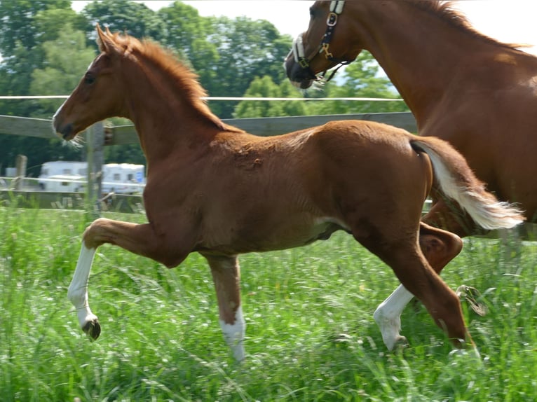 Hanoverian Stallion Foal (03/2026) 17 hh Chestnut-Red in Greifenstein