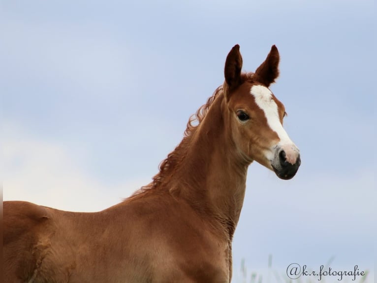 Hanoverian Stallion Foal (05/2023) 17 hh Chestnut-Red in Burgthann