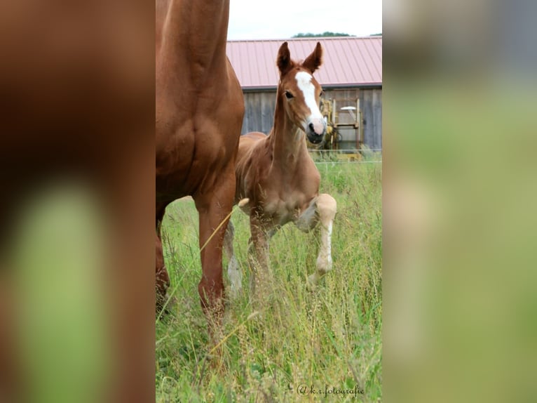 Hanoverian Stallion Foal (05/2023) 17 hh Chestnut-Red in Burgthann