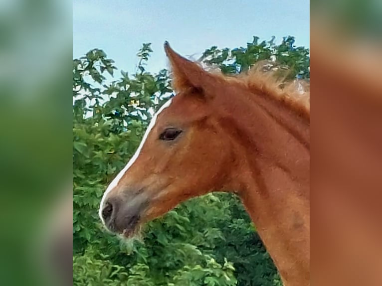 Hanoverian Stallion Foal (05/2023) 17 hh Chestnut-Red in Burgthann