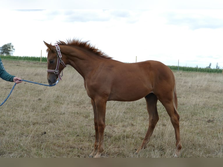 Hanoverian Stallion Foal (03/2025) 17 hh Chestnut-Red in Frankenau