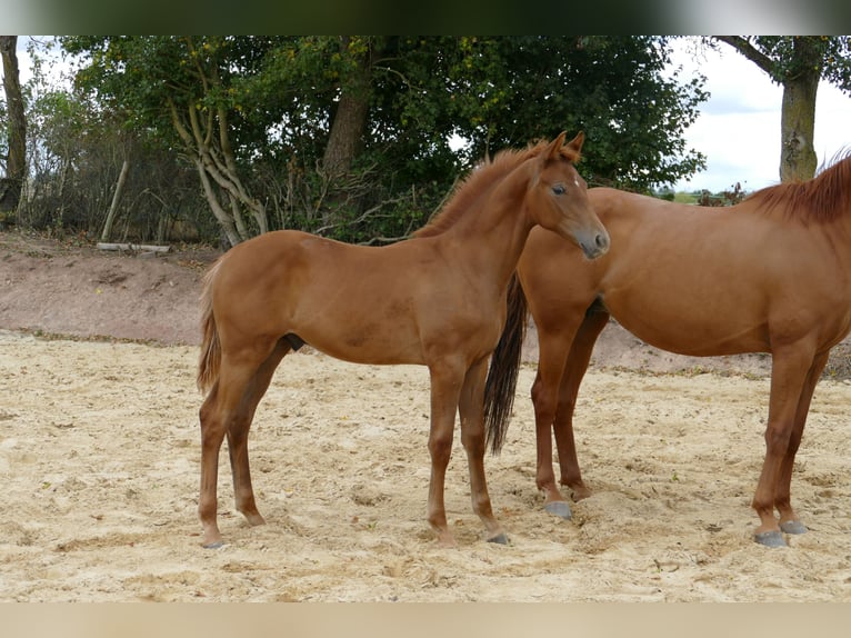 Hanoverian Stallion Foal (03/2025) 17 hh Chestnut-Red in Frankenau