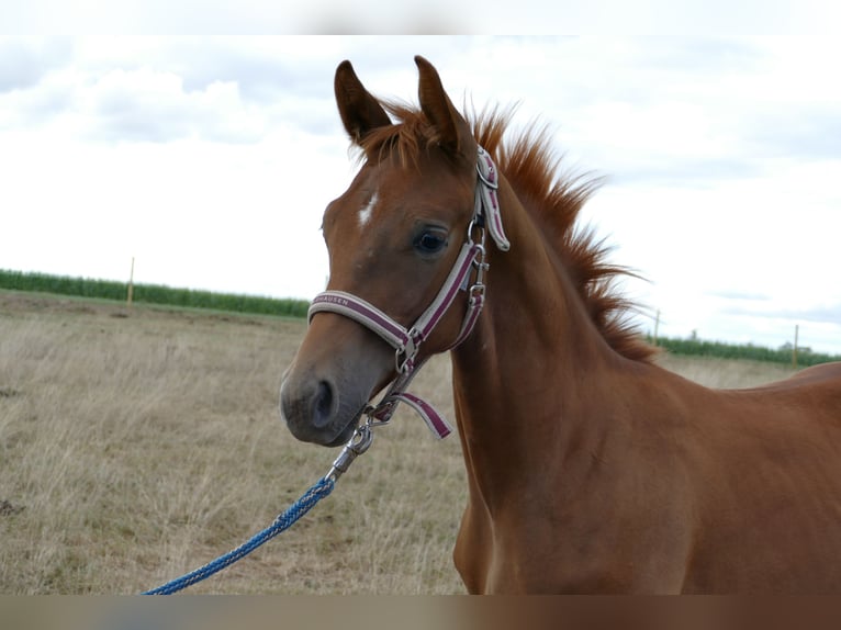 Hanoverian Stallion Foal (03/2025) 17 hh Chestnut-Red in Frankenau