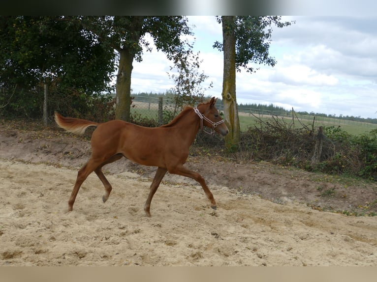 Hanoverian Stallion Foal (03/2025) 17 hh Chestnut-Red in Frankenau