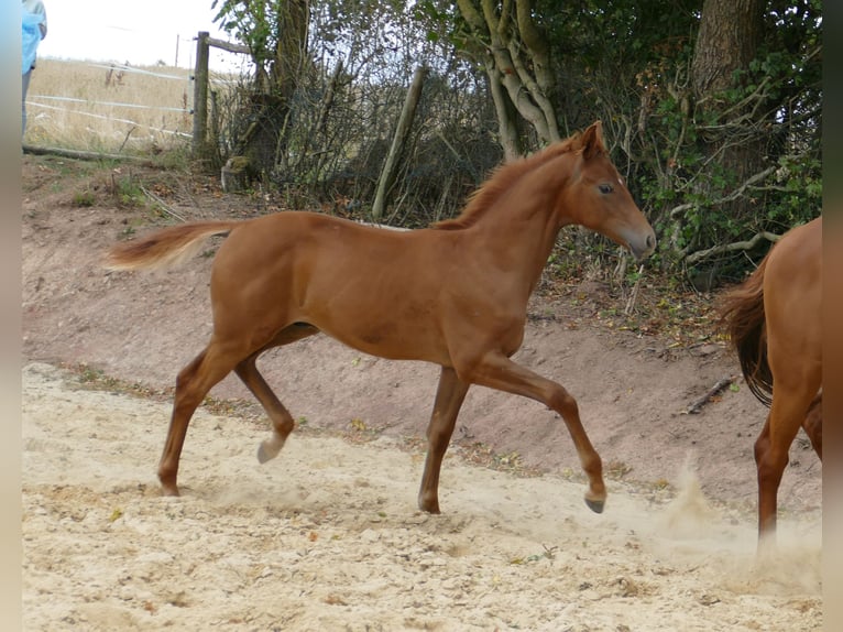 Hanoverian Stallion Foal (03/2025) 17 hh Chestnut-Red in Frankenau