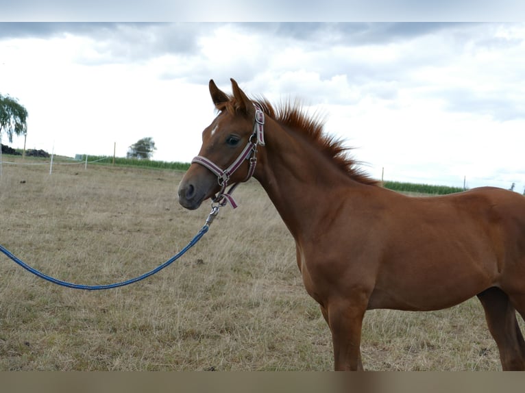 Hanoverian Stallion Foal (03/2025) 17 hh Chestnut-Red in Frankenau