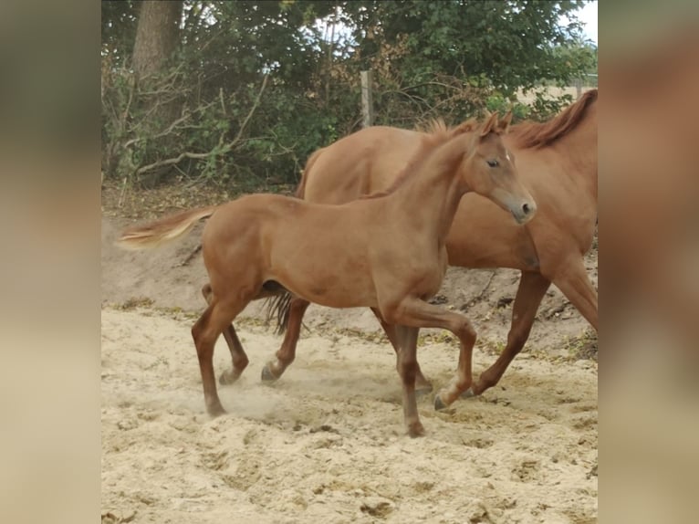 Hanoverian Stallion Foal (03/2025) 17 hh Chestnut-Red in Frankenau