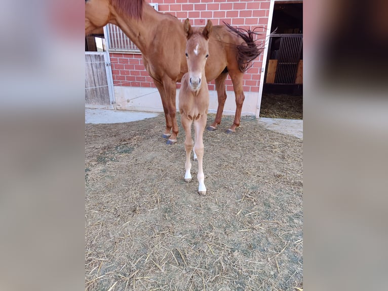 Hanoverian Stallion Foal (03/2025) 17 hh Chestnut-Red in Frankenau
