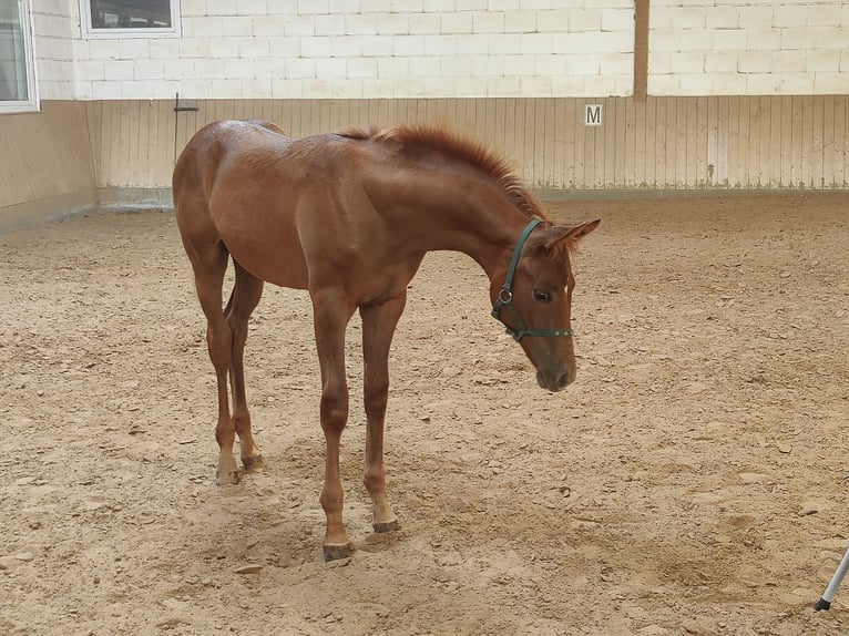 Hanoverian Stallion Foal (03/2025) 17 hh Chestnut-Red in Frankenau