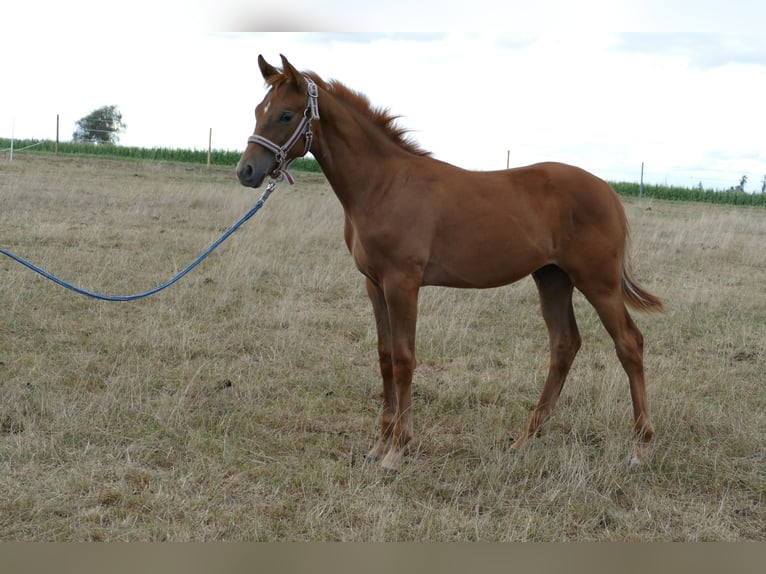Hanoverian Stallion Foal (03/2025) 17 hh Chestnut-Red in Frankenau
