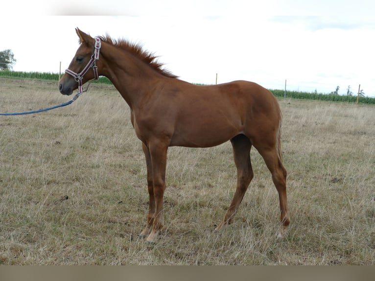 Hanoverian Stallion Foal (03/2025) 17 hh Chestnut-Red in Frankenau