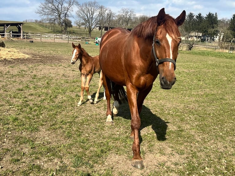 Hanoverian Stallion Foal (02/2024) 17 hh Chestnut-Red in Ketzin