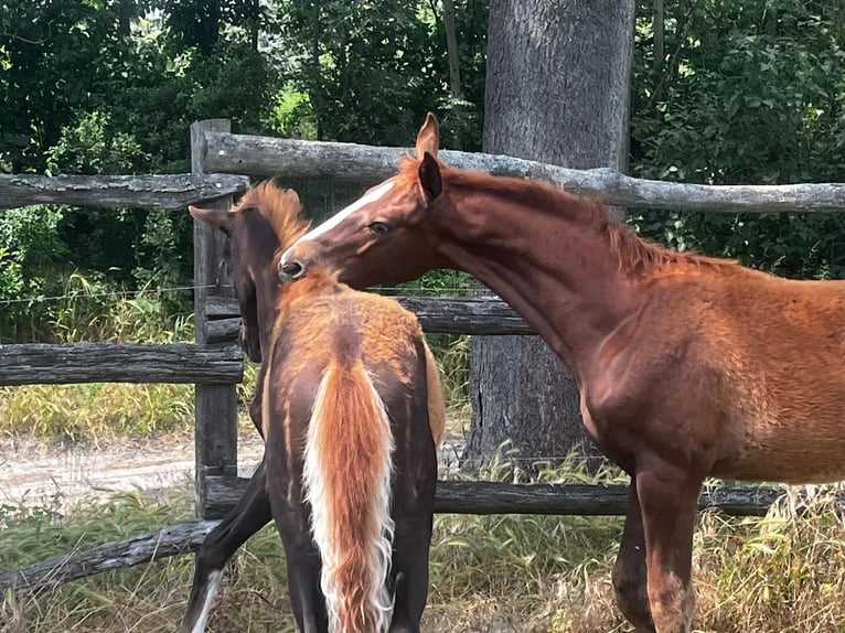 Hanoverian Stallion Foal (02/2024) 17 hh Chestnut-Red in Ketzin