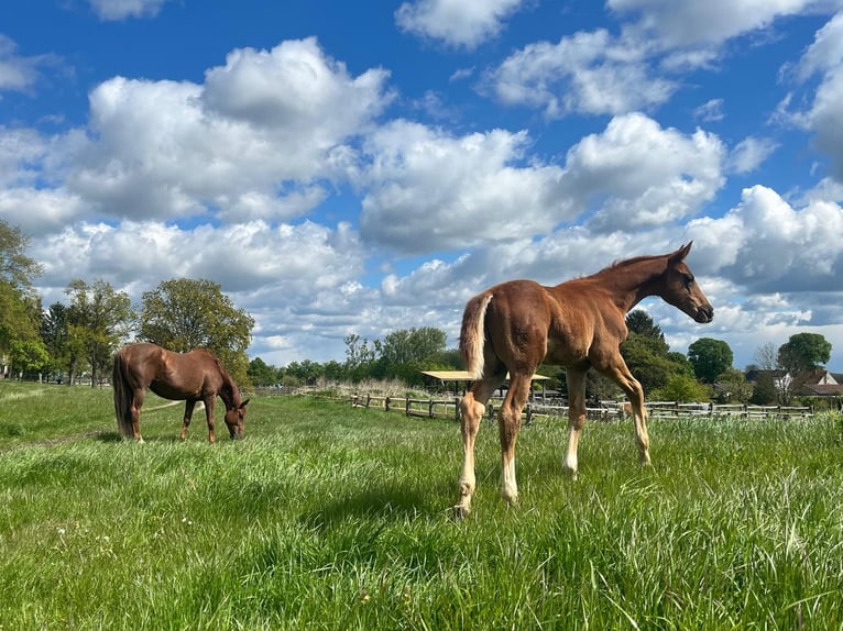 Hanoverian Stallion Foal (02/2024) 17 hh Chestnut-Red in Ketzin