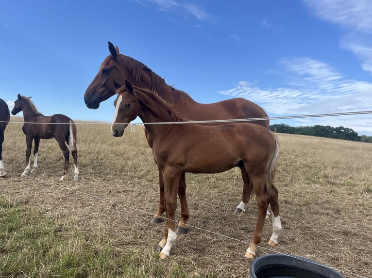 Hanoverian Stallion Foal (02/2024) 17 hh Chestnut-Red in Ketzin