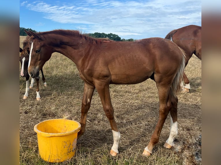 Hanoverian Stallion Foal (02/2024) 17 hh Chestnut-Red in Ketzin